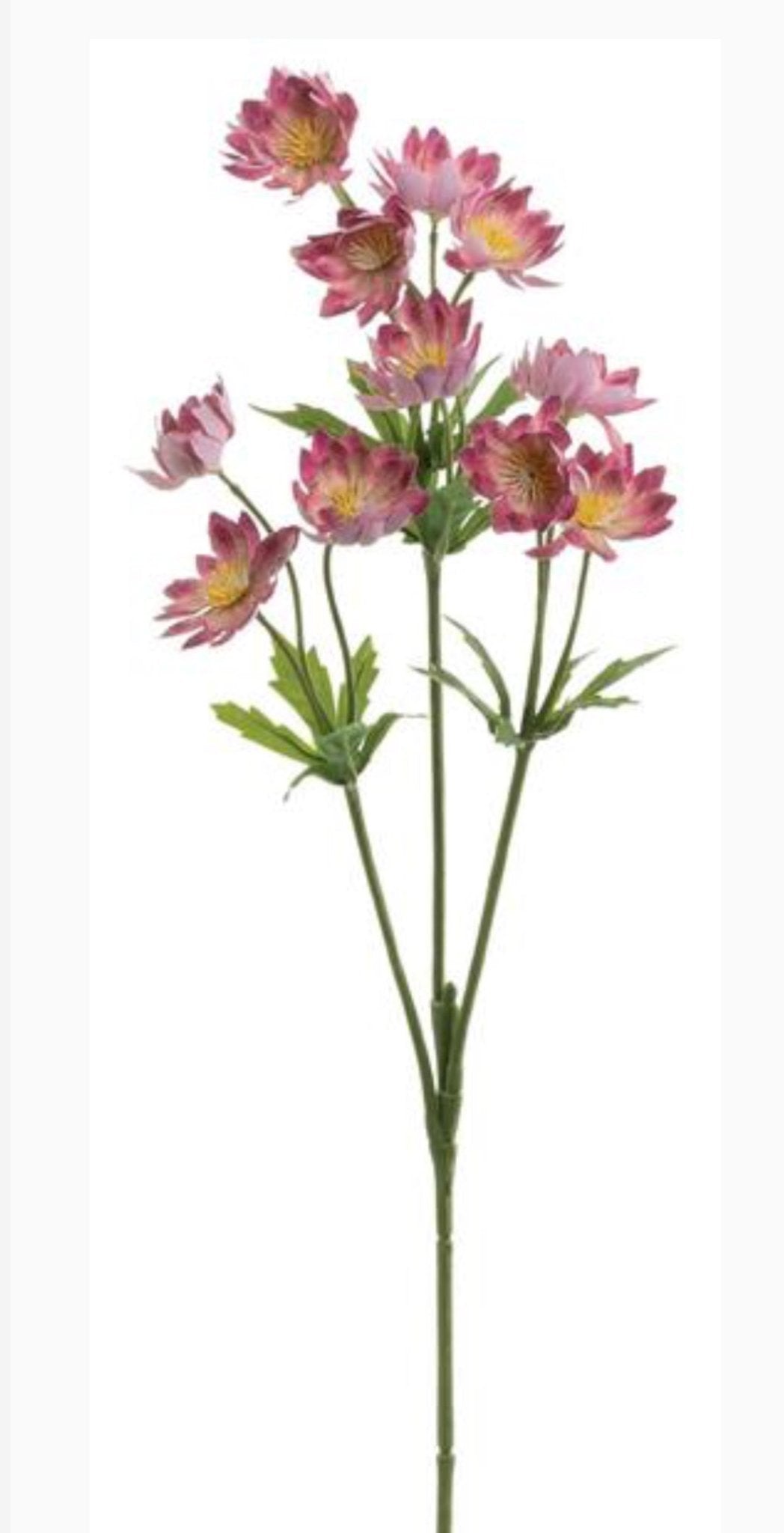 Cerise pink lewisia spray - Greenery Market5607 - CERP