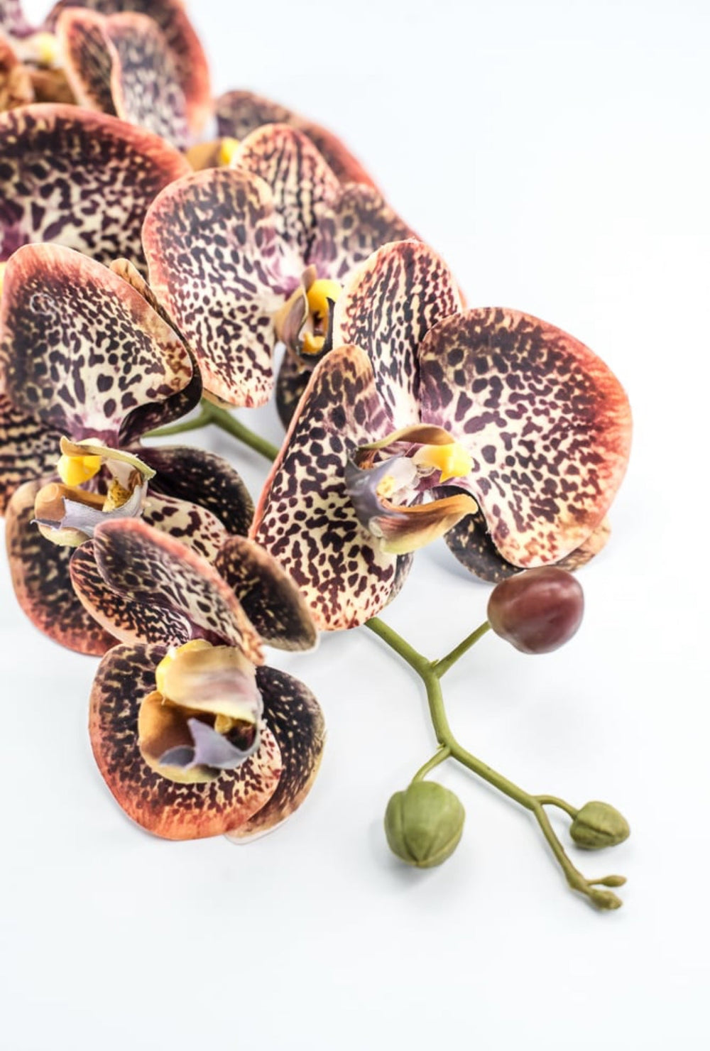 Chocolate Colored Orchid Stem - Greenery Market148074