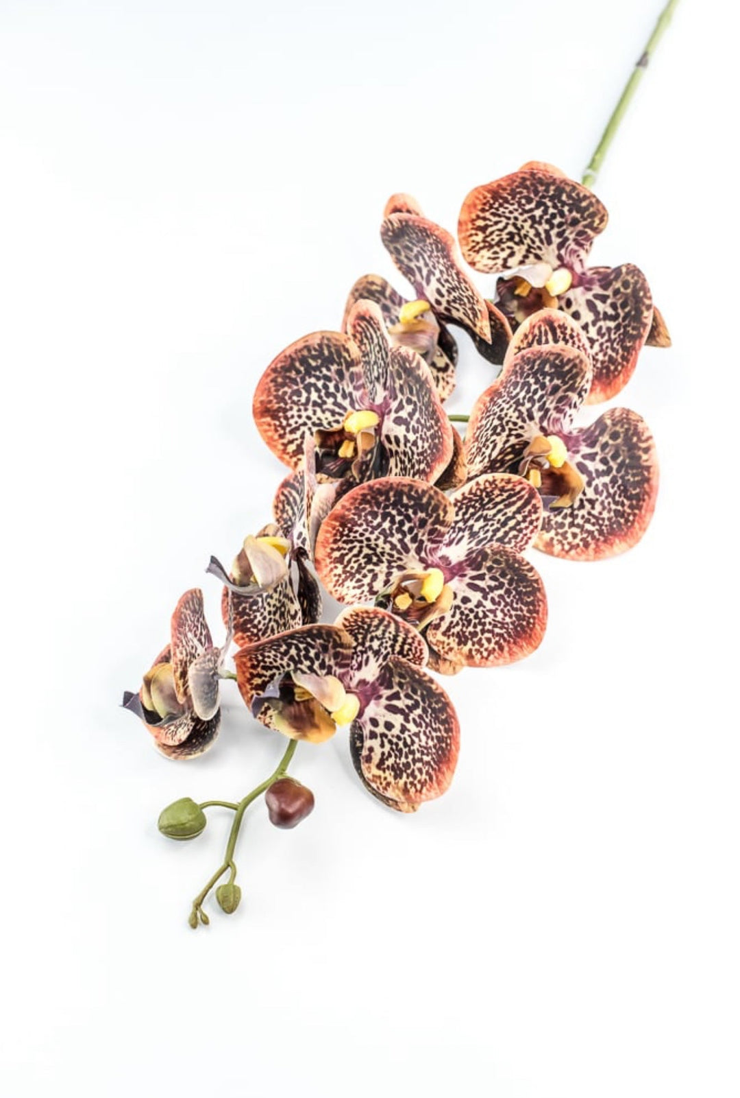 Chocolate Colored Orchid Stem - Greenery Market148074
