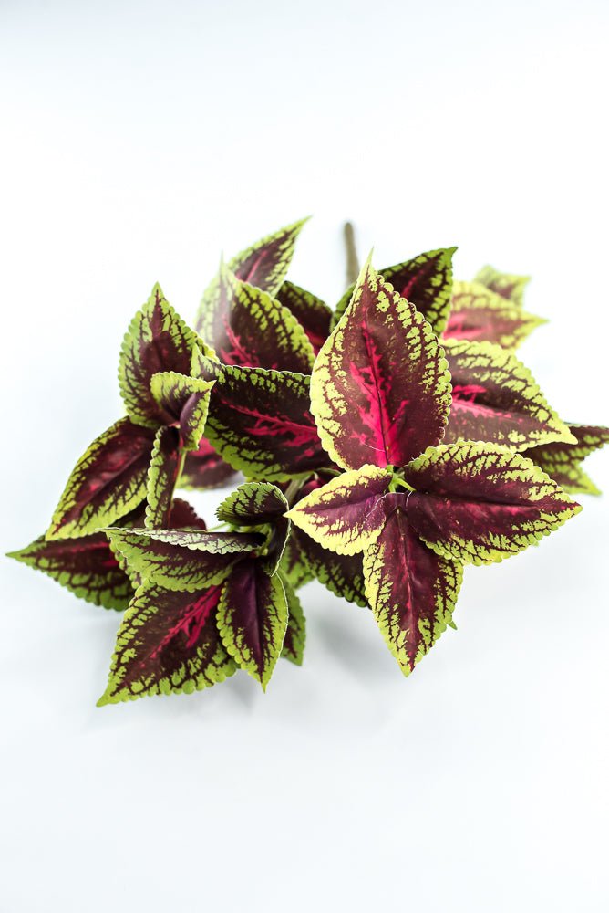 Coleus bush - green burgundy - Greenery MarketPBC555 - BU/GR