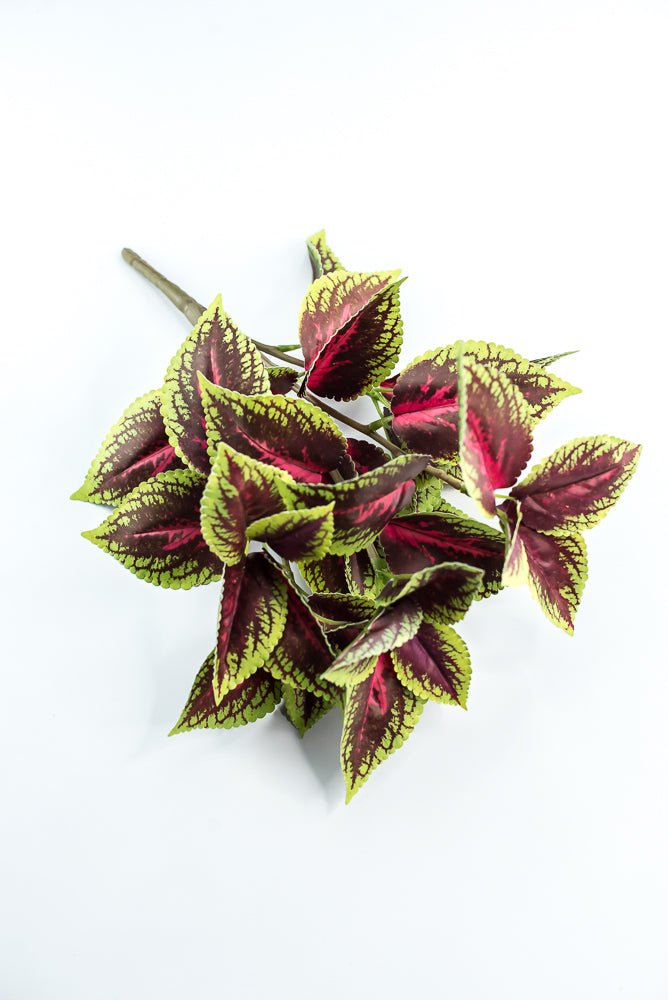 Coleus bush - green burgundy - Greenery MarketPBC555 - BU/GR