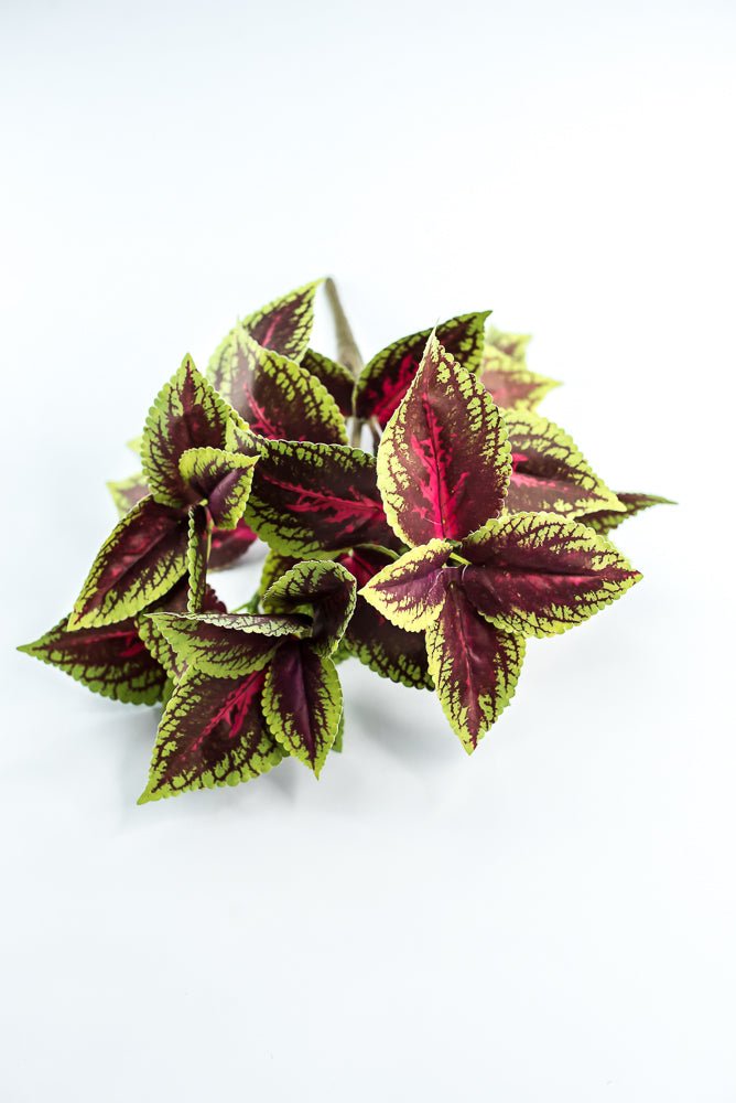 Coleus bush - green burgundy - Greenery MarketPBC555 - BU/GR