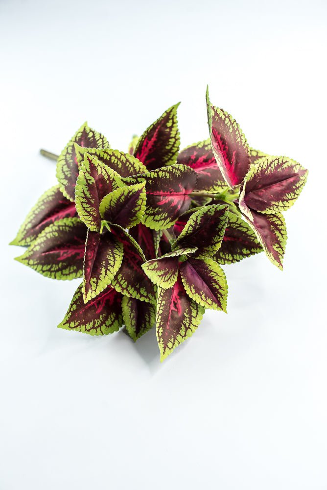 Coleus bush - green burgundy - Greenery MarketPBC555 - BU/GR
