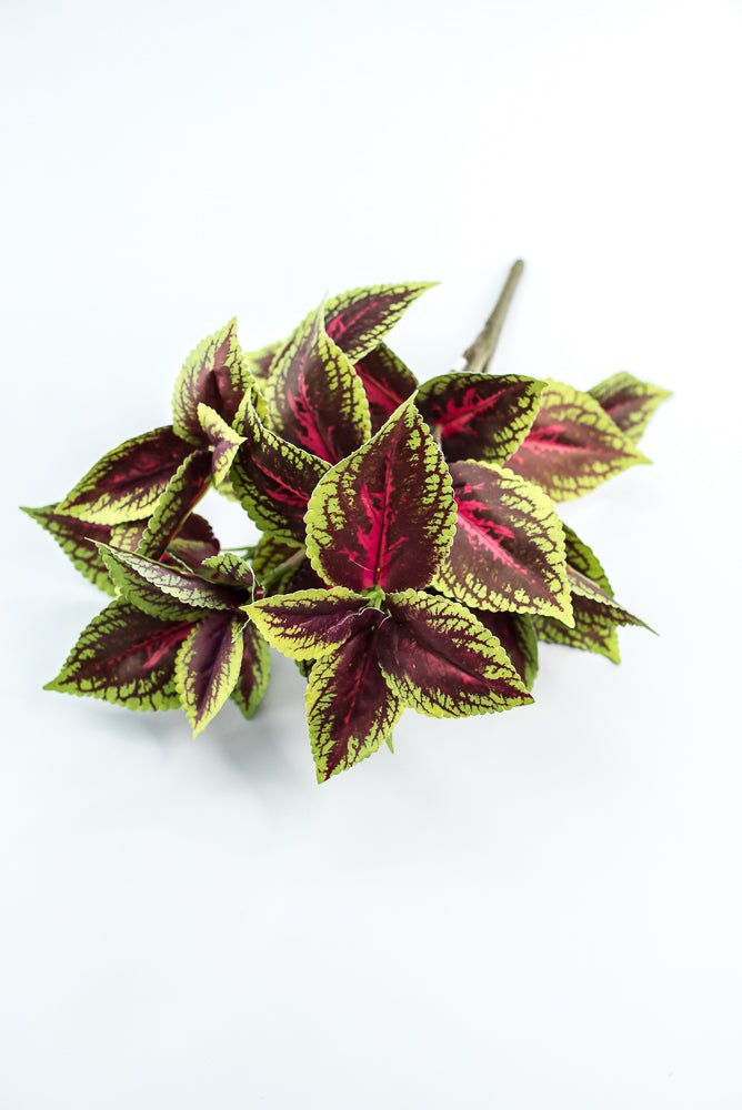 Coleus bush - green burgundy - Greenery MarketPBC555 - BU/GR