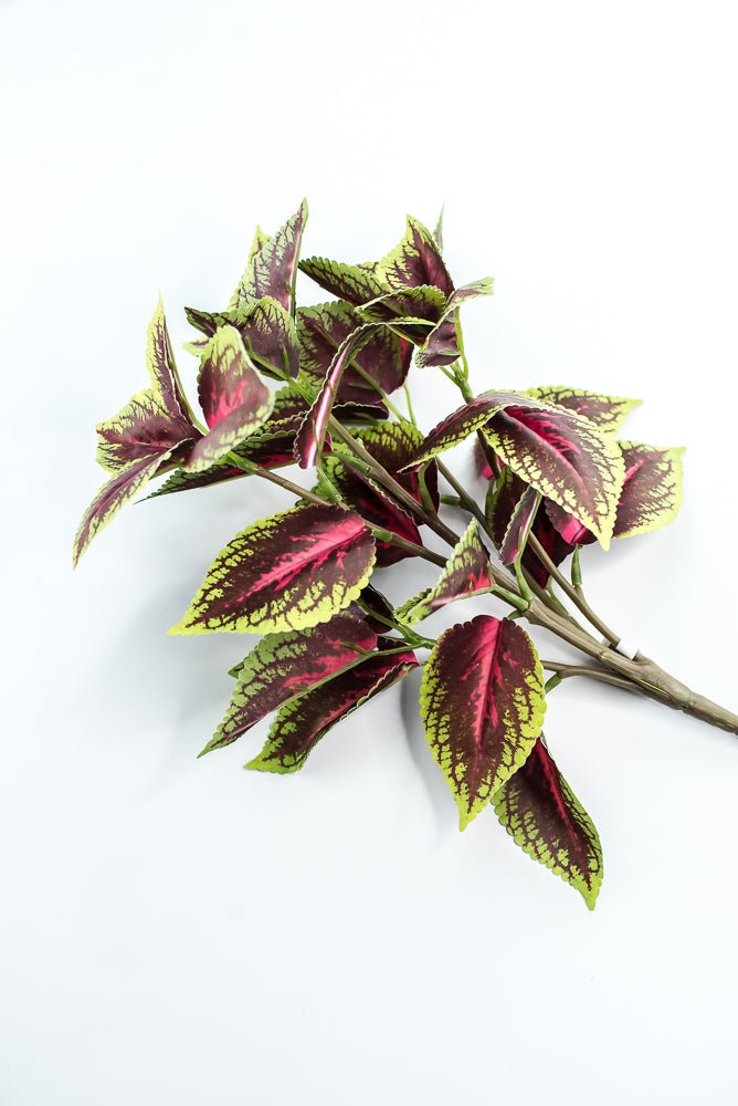 Coleus bush - green burgundy - Greenery MarketPBC555 - BU/GR