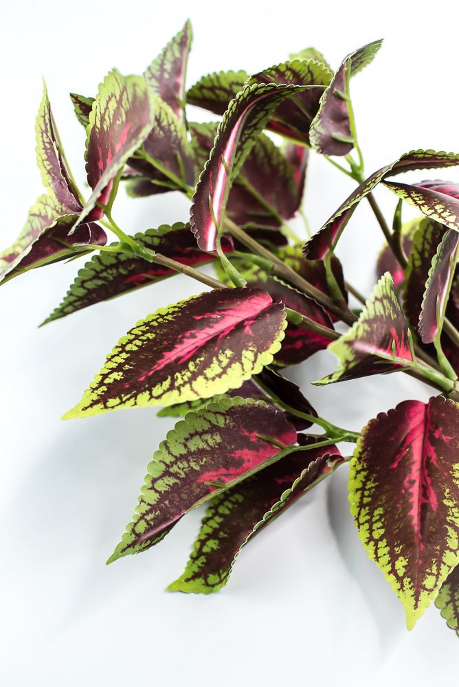 Coleus bush - green burgundy - Greenery MarketPBC555 - BU/GR