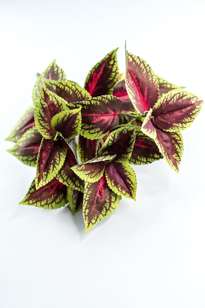 Coleus bush - green burgundy - Greenery MarketPBC555 - BU/GR