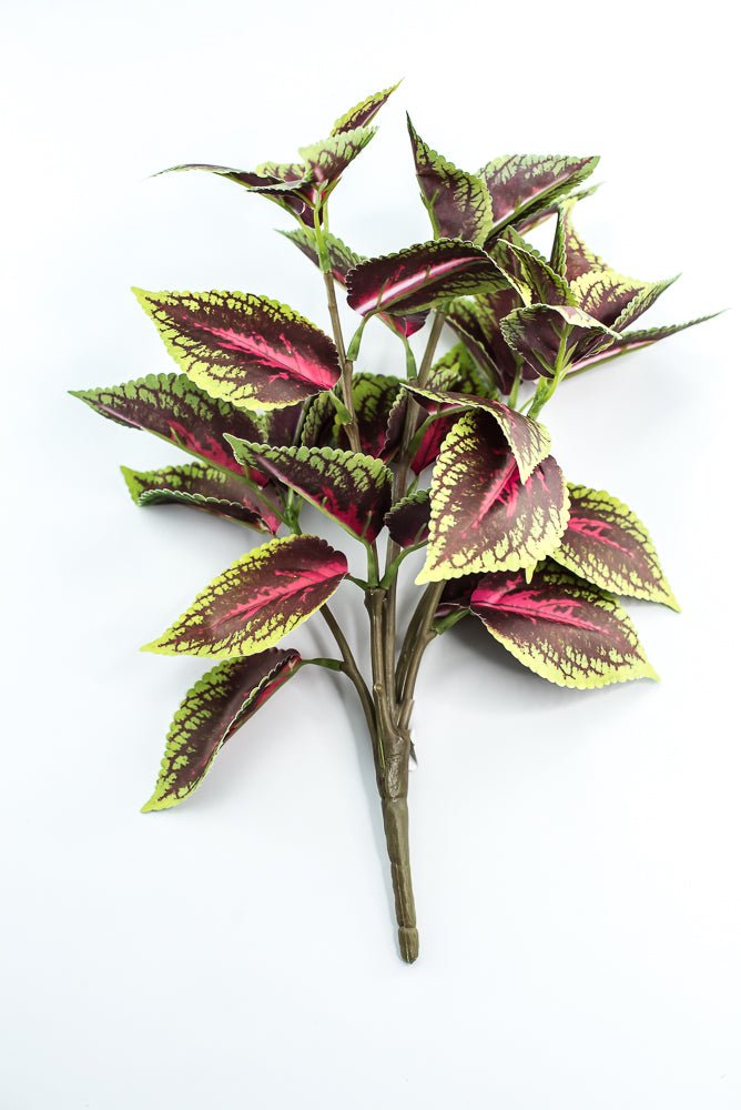 Coleus bush - green burgundy - Greenery MarketPBC555 - BU/GR