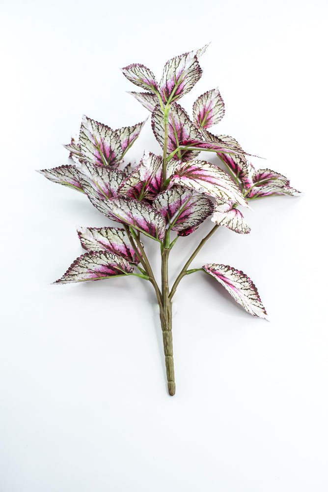 Coleus bush - Variegated Violet - Greenery MarketPBC555 - VI/GR