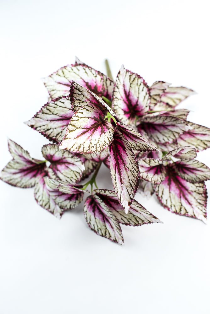 Coleus bush - Variegated Violet - Greenery MarketPBC555 - VI/GR