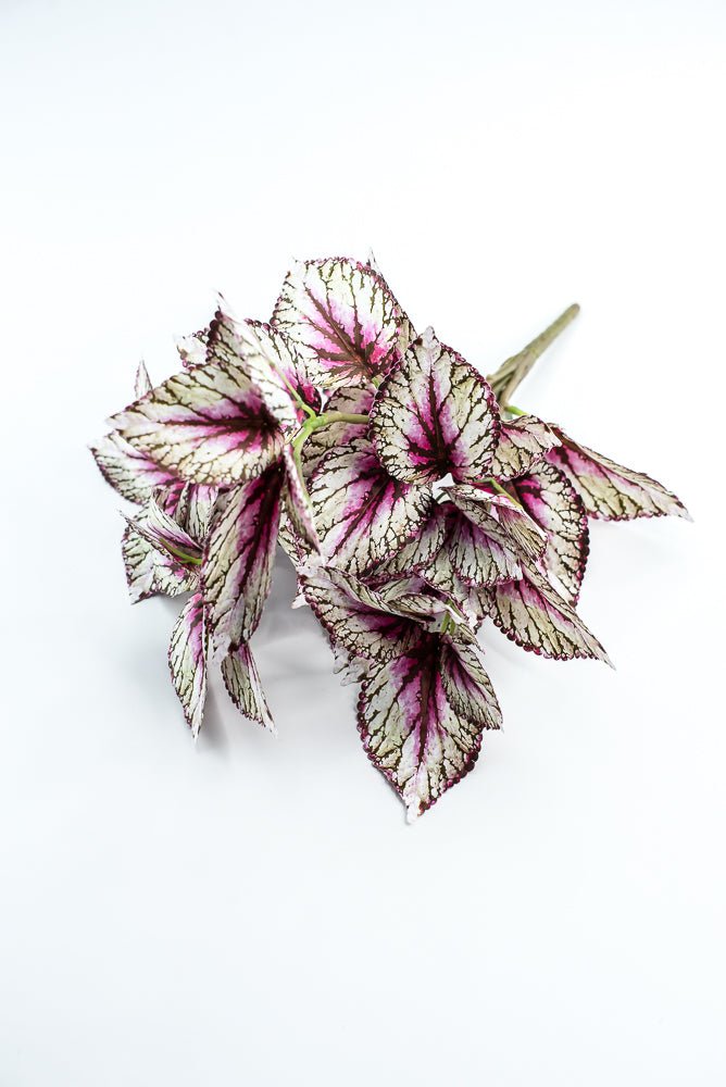 Coleus bush - Variegated Violet - Greenery MarketPBC555 - VI/GR