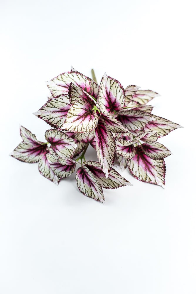 Coleus bush - Variegated Violet - Greenery MarketPBC555 - VI/GR