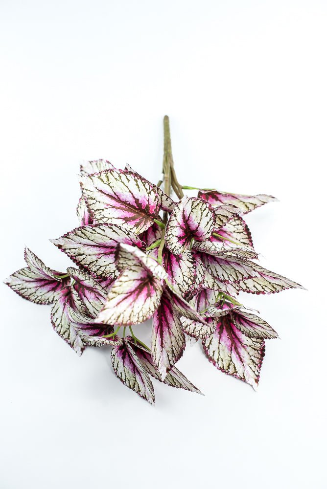 Coleus bush - Variegated Violet - Greenery MarketPBC555 - VI/GR