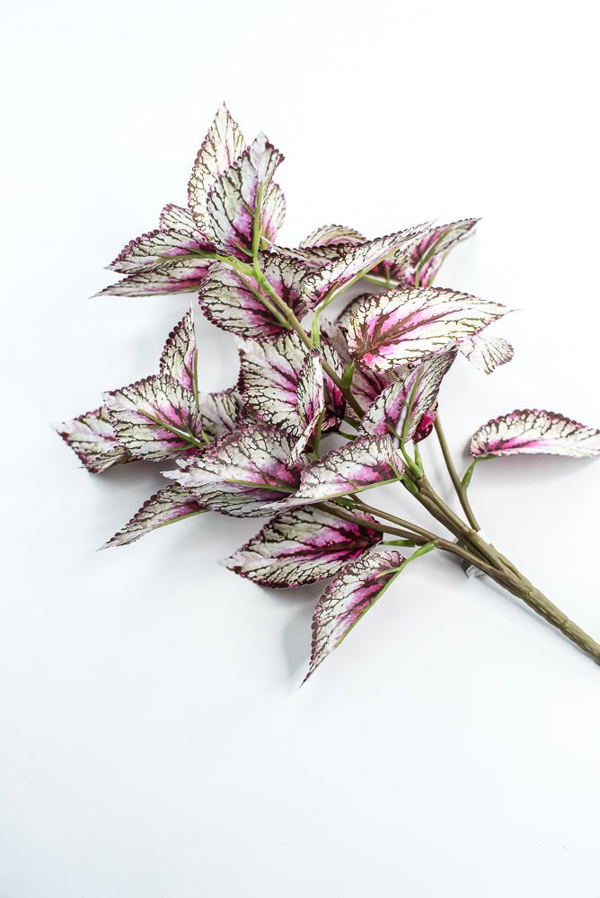 Coleus bush - Variegated Violet - Greenery MarketPBC555 - VI/GR