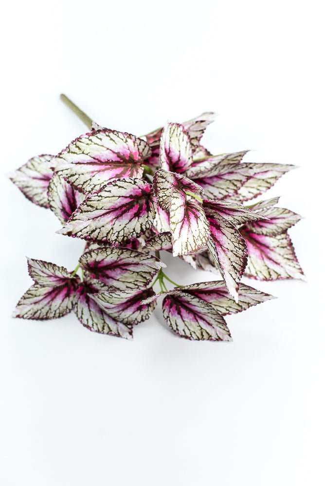 Coleus bush - Variegated Violet - Greenery MarketPBC555 - VI/GR
