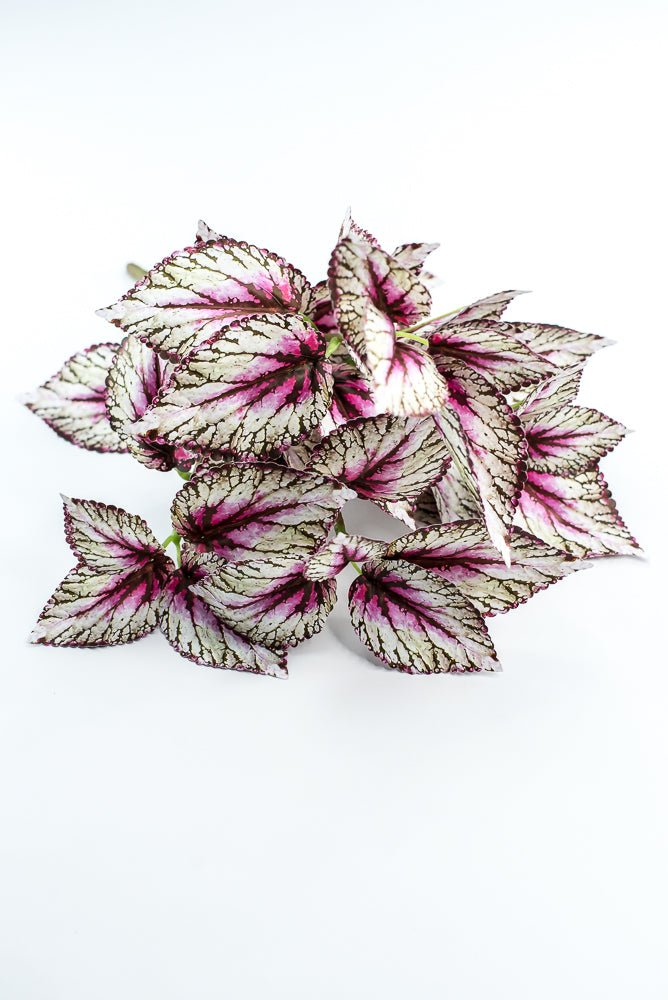 Coleus bush - Variegated Violet - Greenery MarketPBC555 - VI/GR