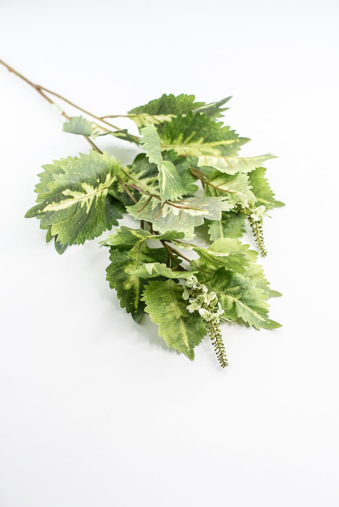 Coleus Leaves Spray - Green White - Greenery MarketMTF24457 GRWH