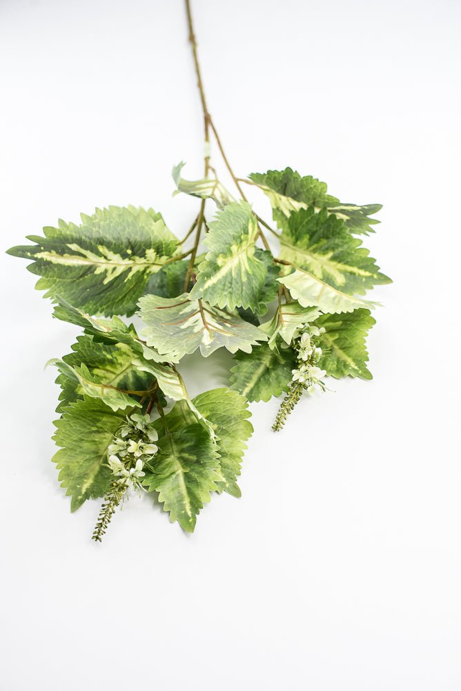 Coleus Leaves Spray - Green White - Greenery MarketMTF24457 GRWH