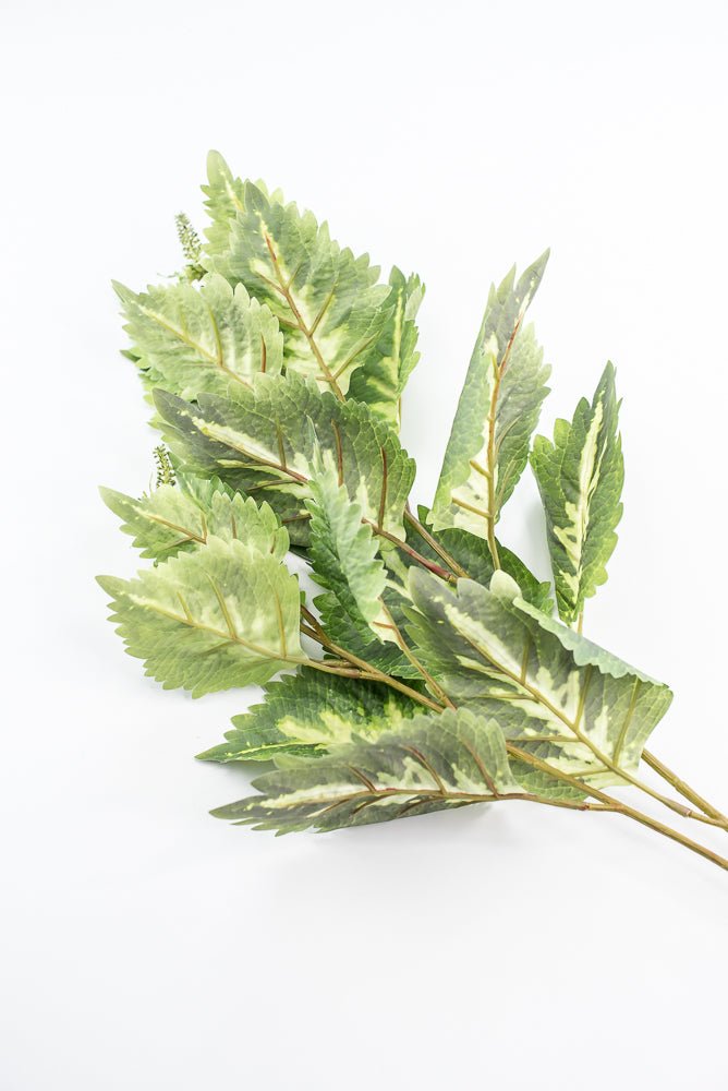 Coleus Leaves Spray - Green White - Greenery MarketMTF24457 GRWH