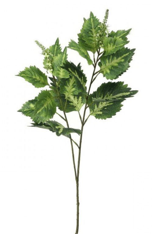 Coleus Leaves Spray - Green White - Greenery MarketMTF24457 GRWH