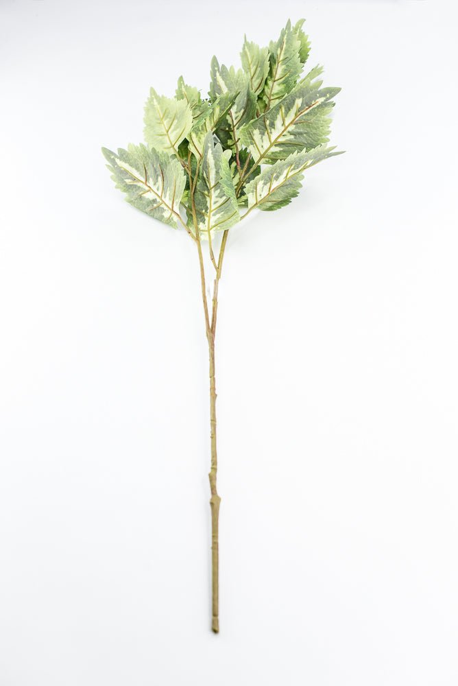 Coleus Leaves Spray - Green White - Greenery MarketMTF24457 GRWH