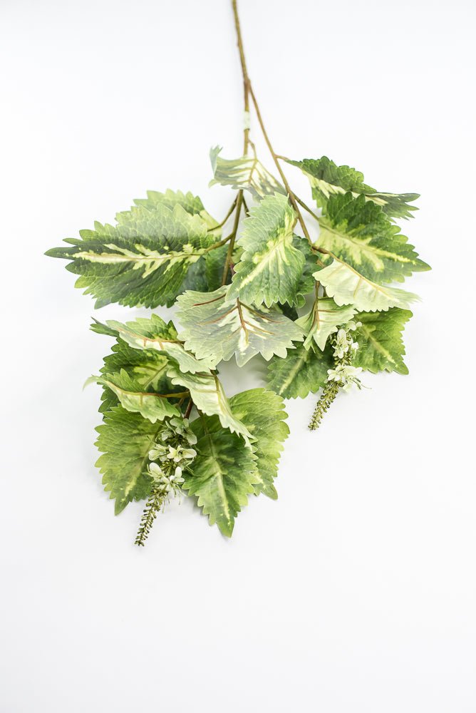 Coleus Leaves Spray - Green White - Greenery MarketMTF24457 GRWH