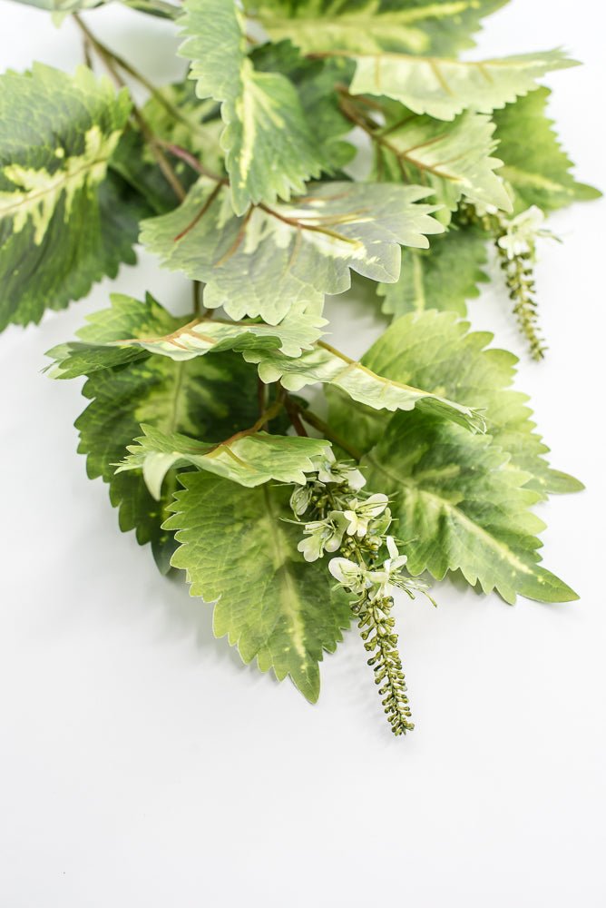 Coleus Leaves Spray - Green White - Greenery MarketMTF24457 GRWH