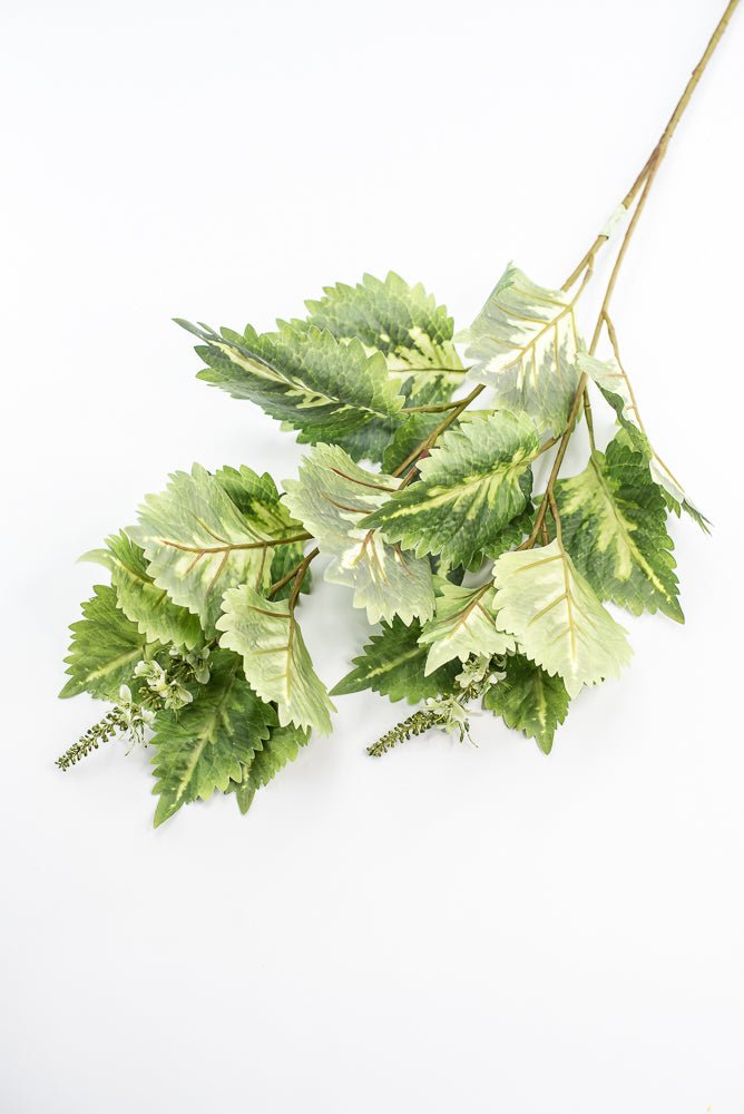 Coleus Leaves Spray - Green White - Greenery MarketMTF24457 GRWH