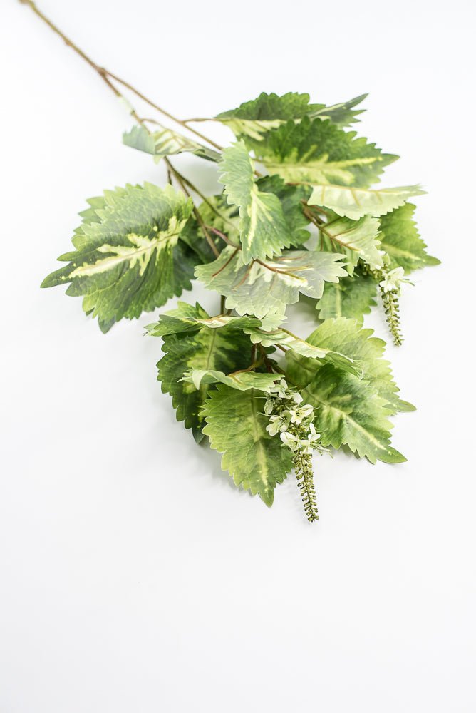 Coleus Leaves Spray - Green White - Greenery MarketMTF24457 GRWH