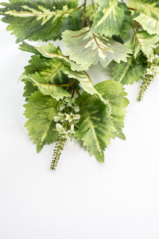 Coleus Leaves Spray - Green White - Greenery MarketMTF24457 GRWH