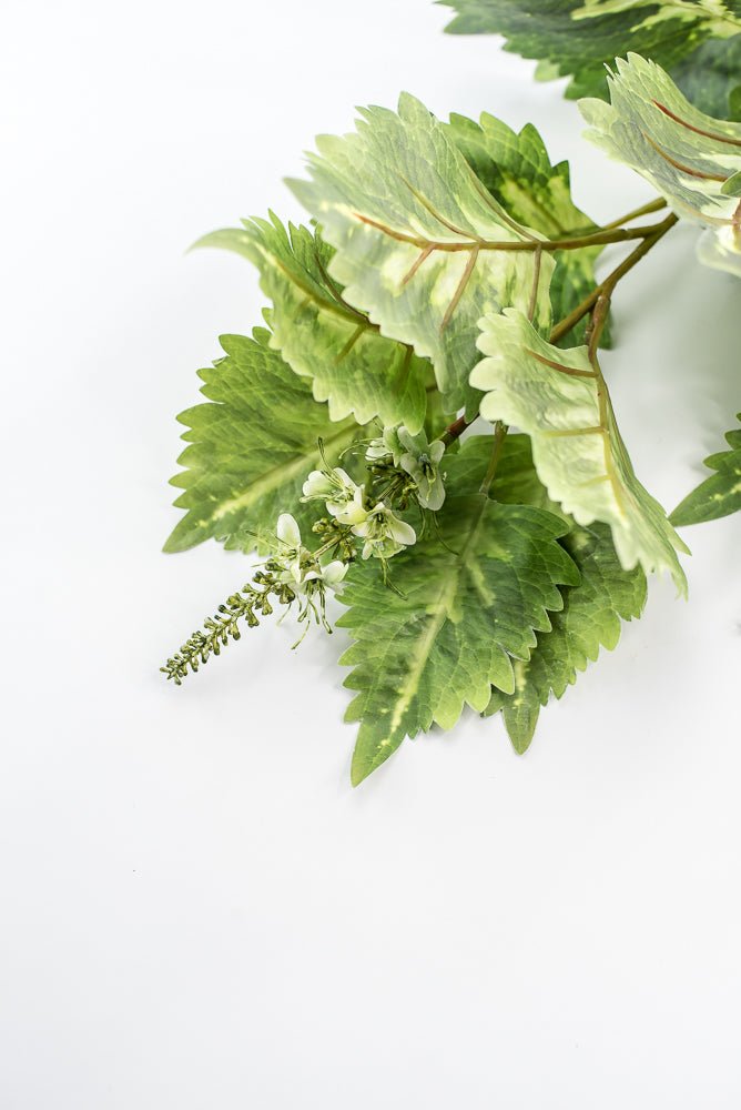 Coleus Leaves Spray - Green White - Greenery MarketMTF24457 GRWH