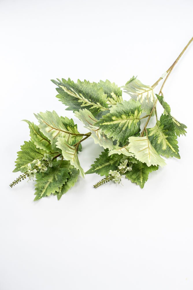 Coleus Leaves Spray - Green White - Greenery MarketMTF24457 GRWH