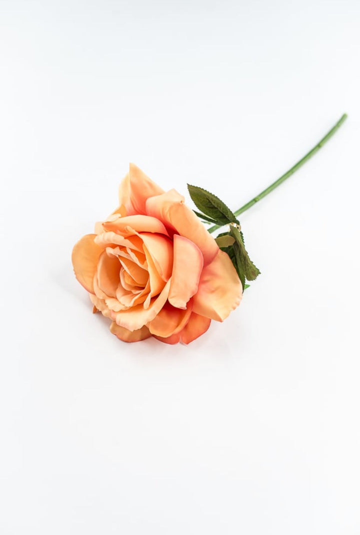 Coral Rose Short Stem - Greenery Market250607