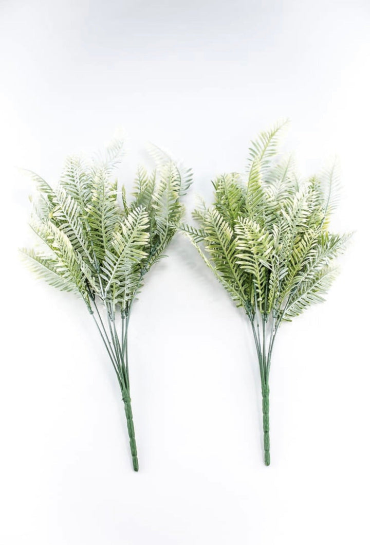 Cream Green Fern x 2 bushes - Greenery Marketgreenery43225