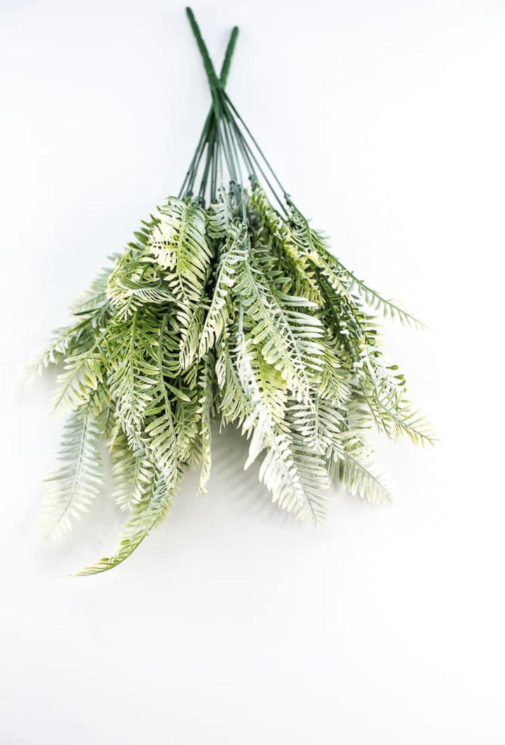 Cream Green Fern x 2 bushes - Greenery Marketgreenery43225