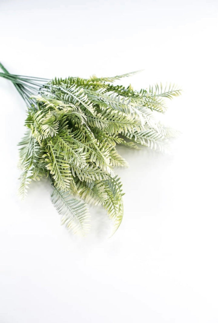 Cream Green Fern x 2 bushes - Greenery Marketgreenery43225