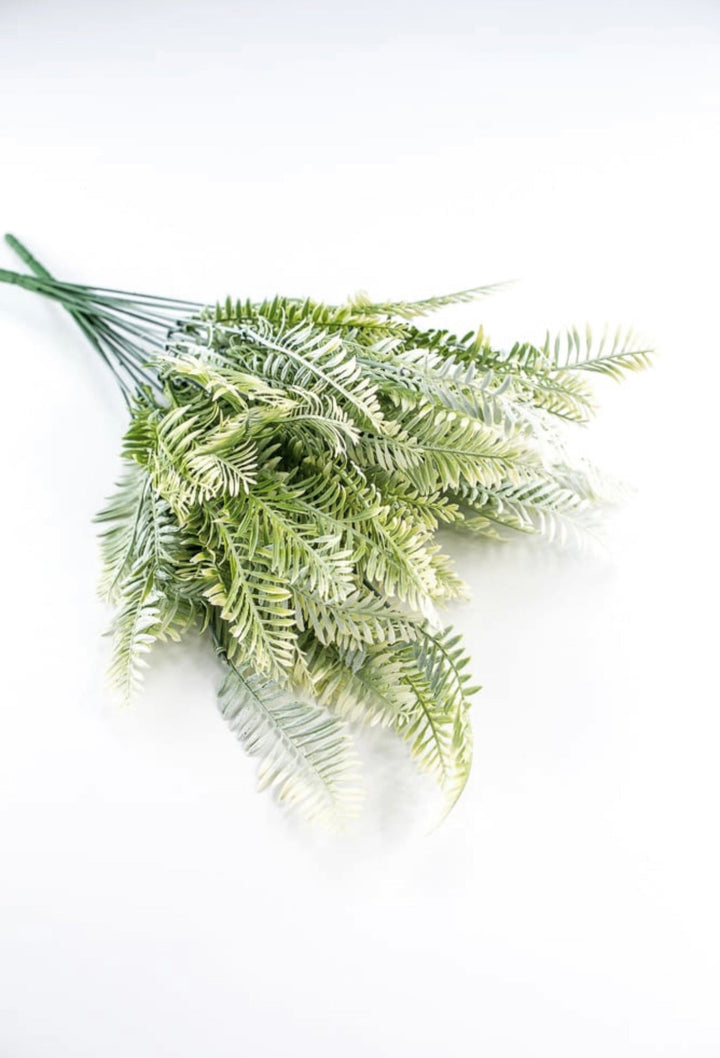 Cream Green Fern x 2 bushes - Greenery Marketgreenery43225