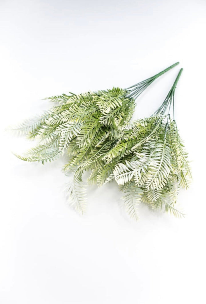 Cream Green Fern x 2 bushes - Greenery Marketgreenery43225