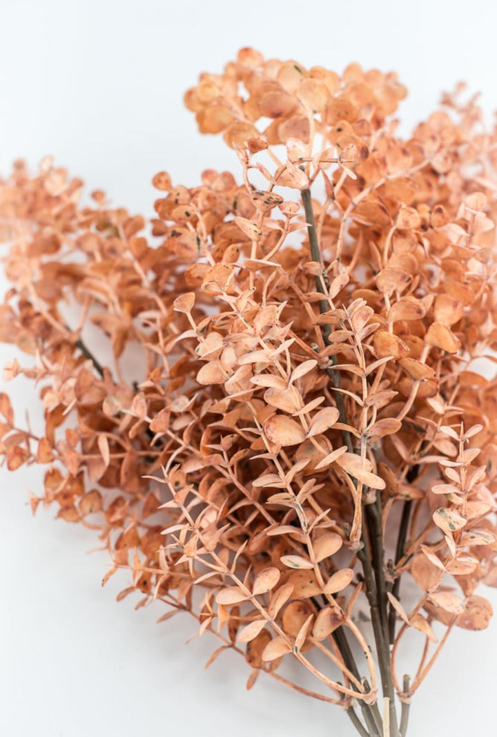 Creamy Peach Eucalytpus Bundle - Greenery Market27884