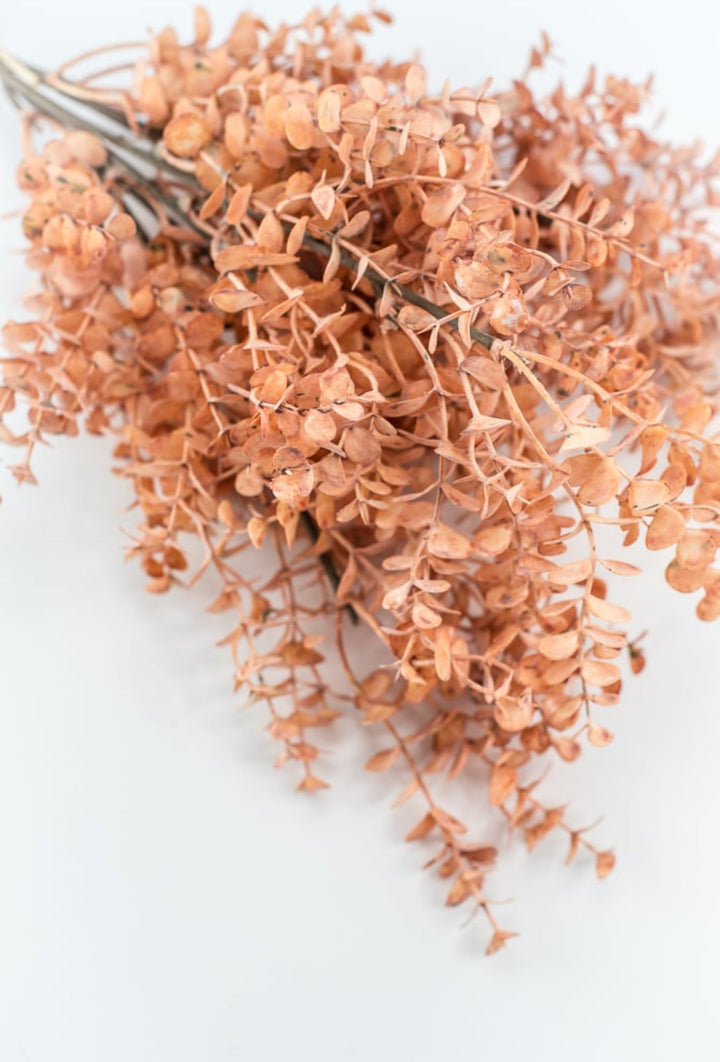 Creamy Peach Eucalytpus Bundle - Greenery Market27884
