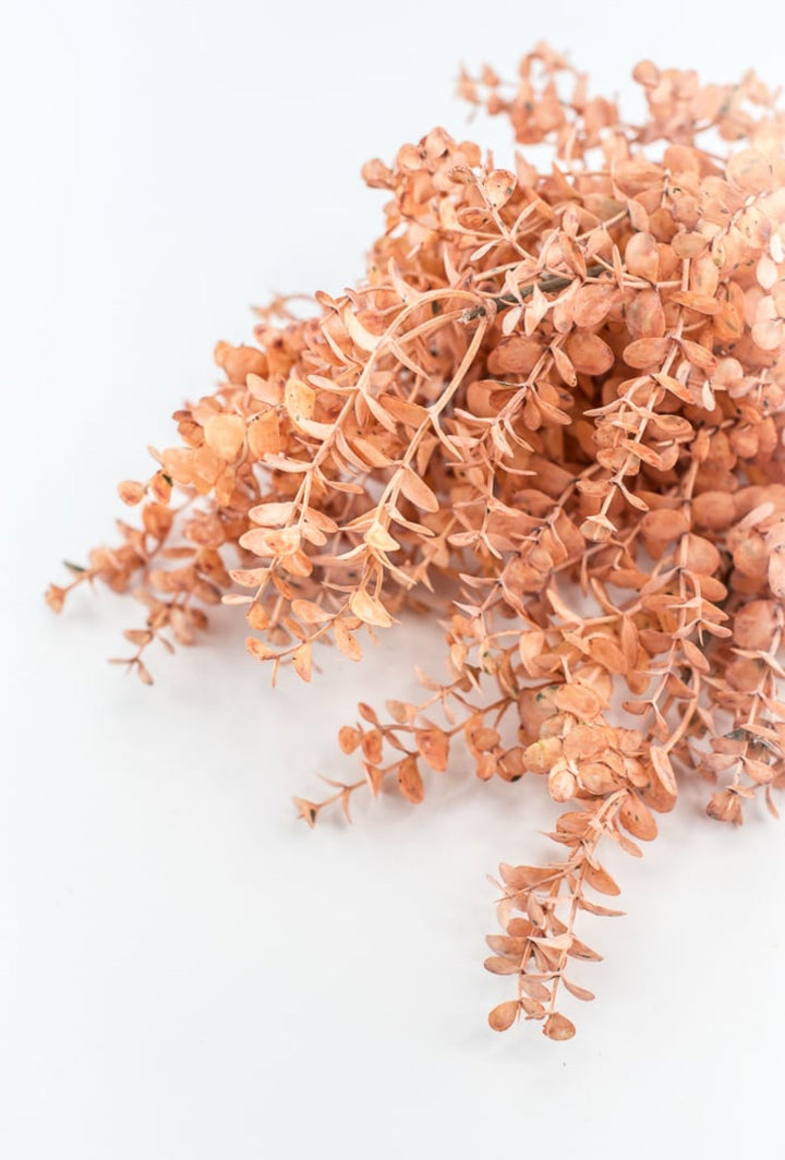 Creamy Peach Eucalytpus Bundle - Greenery Market27884