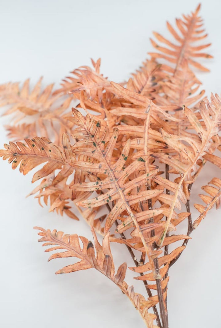 Creamy Peach Fern Spray - Greenery Market27879