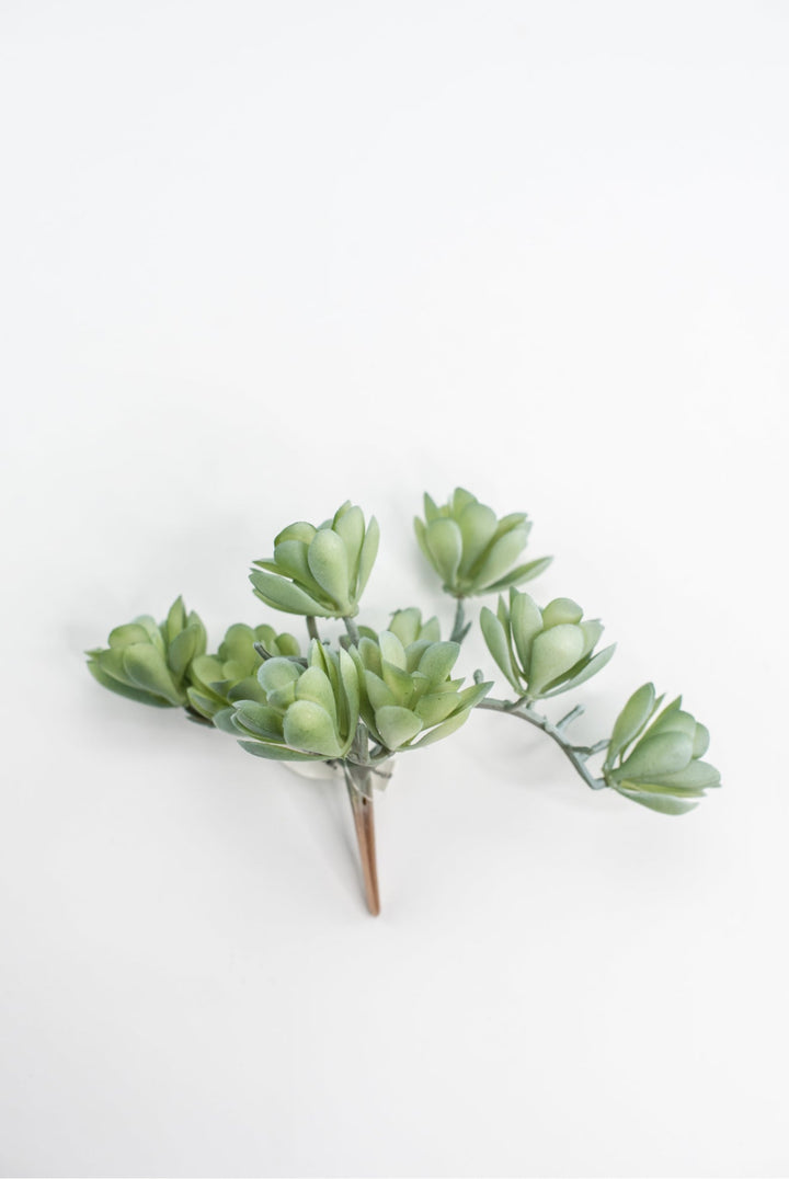 Creeping succulent plant - Greenery MarketArtificial SucculentsMTF24190 GYGR