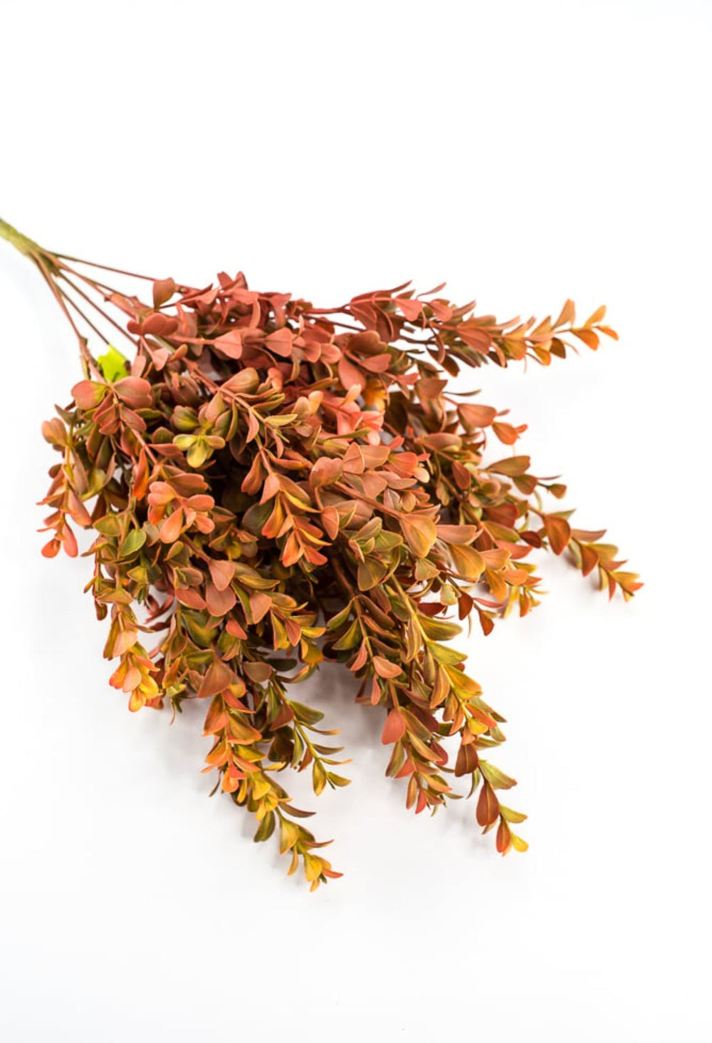 Eucalyptus bush - orange rust - Greenery Marketgreenery57094OR