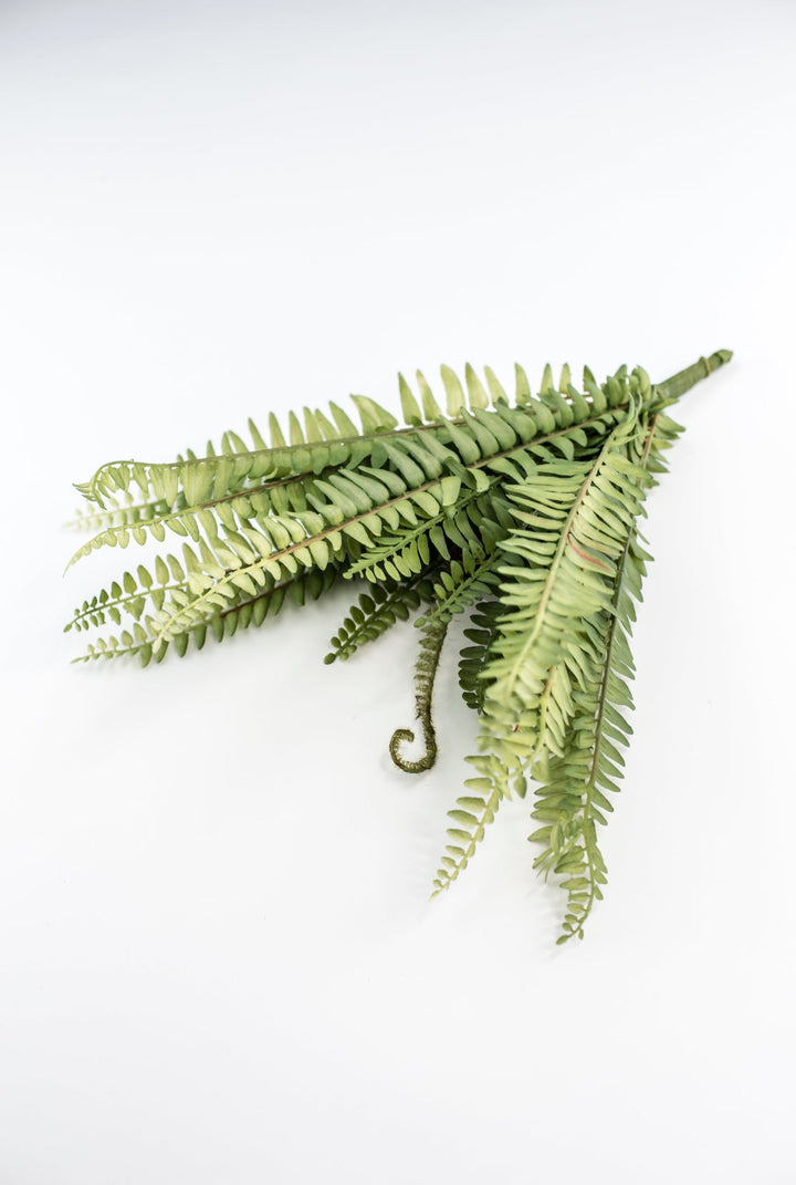 Fern bush with fronds - Greenery MarketgreeneryFL6971 - G