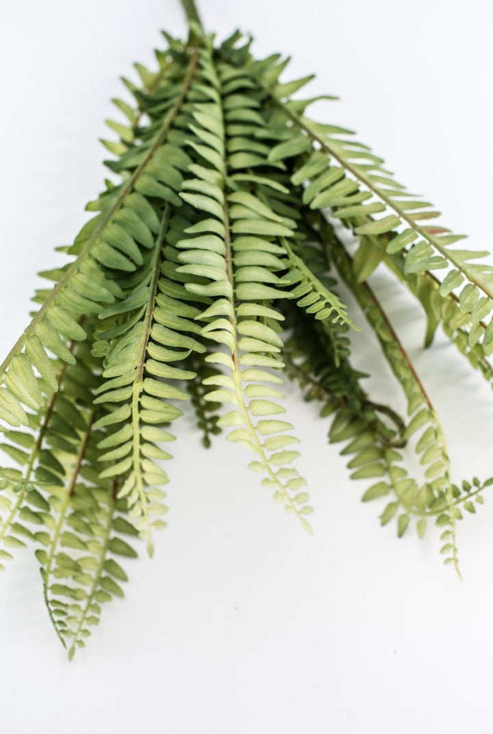 Fern bush with fronds - Greenery MarketgreeneryFL6971 - G