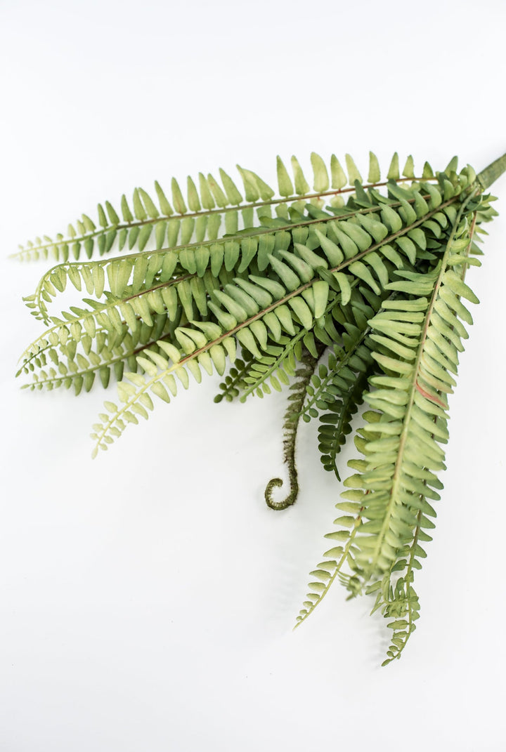 Fern bush with fronds - Greenery MarketgreeneryFL6971 - G