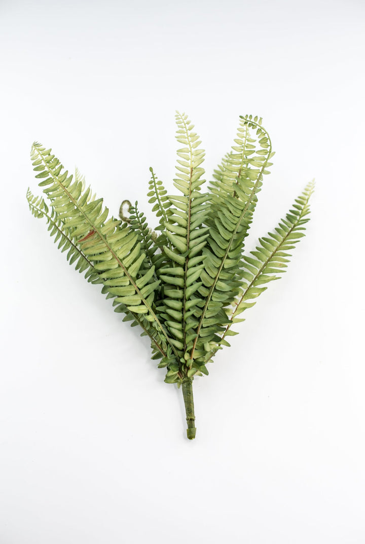 Fern bush with fronds - Greenery MarketgreeneryFL6971 - G