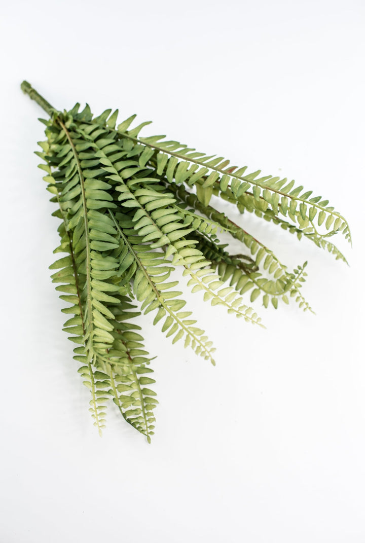 Fern bush with fronds - Greenery MarketgreeneryFL6971 - G