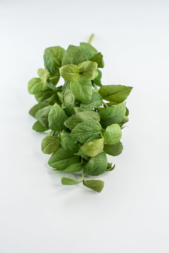 Green leaves basil bush - Greenery Market2320077GR